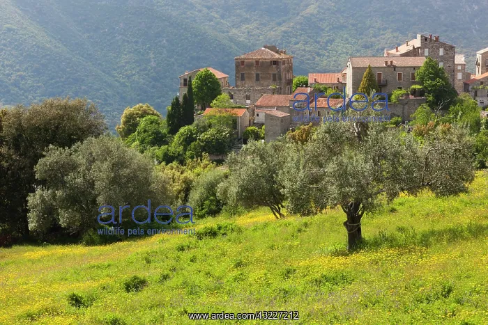 : France, Corsica, La Alta Rocca, Ste-Lucie : France, Corsica, La Alta Rocca, Ste-Lucie