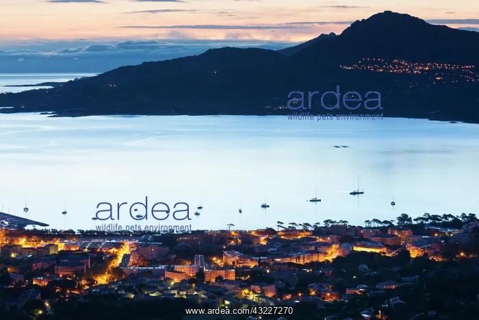 : France, Corsica, La Balagne, Calvi, elevated : France, Corsica, La Balagne, Calvi, elevated
