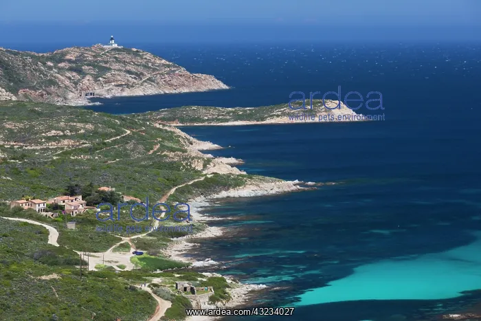 : France, Corsica, La Balagne, Calvi, elevated : France, Corsica, La Balagne, Calvi, elevated