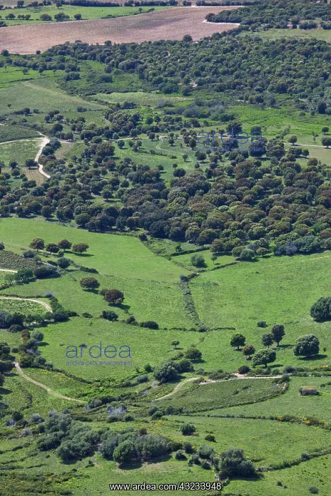 : France, Corsica, La Balagne, Cold de Salvi : France, Corsica, La Balagne, Cold de Salvi