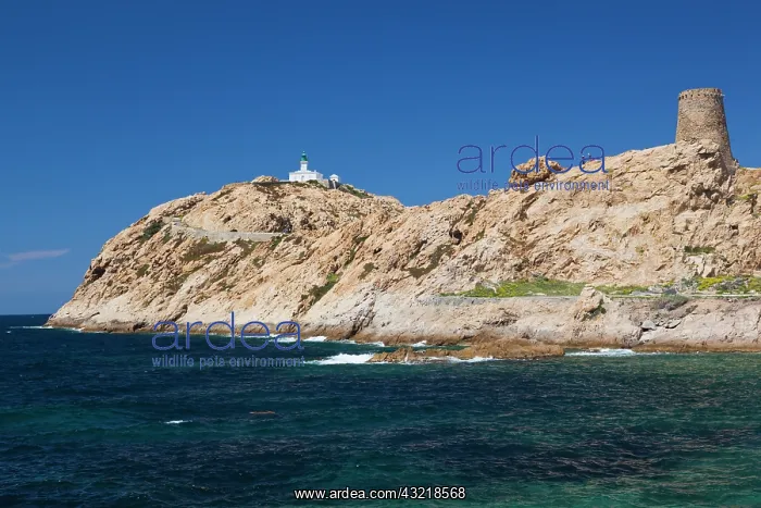 : France, Corsica, La Balagne, Ile Rousse : France, Corsica, La Balagne, Ile Rousse