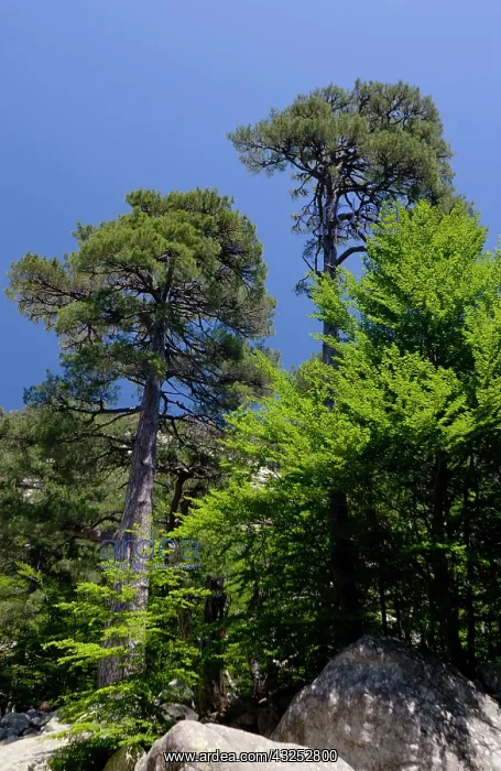 : France, Corsica. Larecio pine trees (Pinus : France, Corsica. Larecio pine trees (Pinus