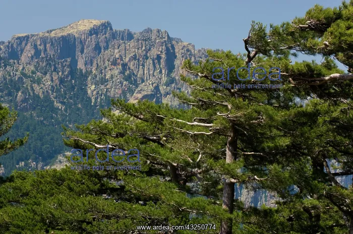 : France, Corsica. Laricio pines (Pinus laricio) : France, Corsica. Laricio pines (Pinus laricio)