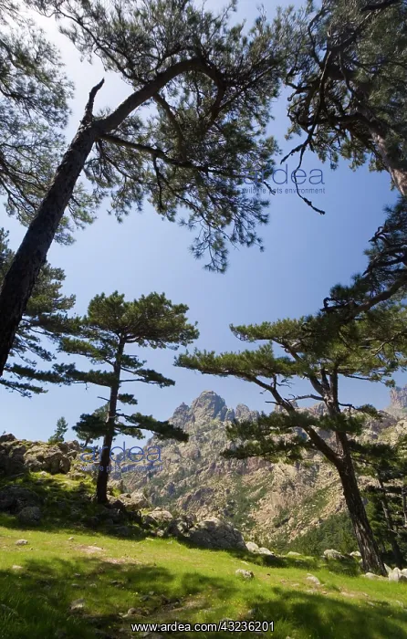 : France, Corsica. Laricio pines (Pinus larico) : France, Corsica. Laricio pines (Pinus larico)