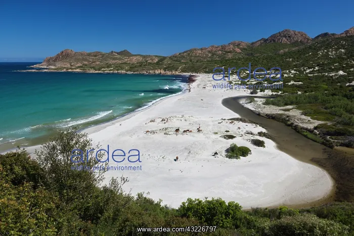  : France, Corsica, Le Nebbio, Plage de Ostriconi