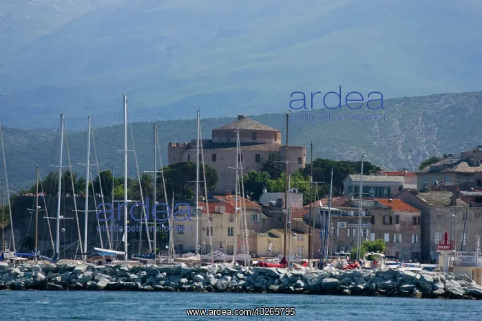 : France, Corsica. Mast of boats and breakwater : France, Corsica. Mast of boats and breakwater
