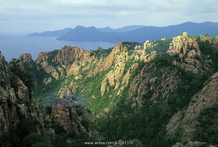 : France, Corsica, Piana / Porto, Le Calanche : France, Corsica, Piana / Porto, Le Calanche