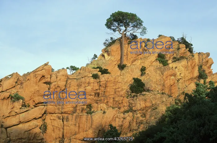 : France, Corsica, Piana / Porto, Le Calanche : France, Corsica, Piana / Porto, Le Calanche