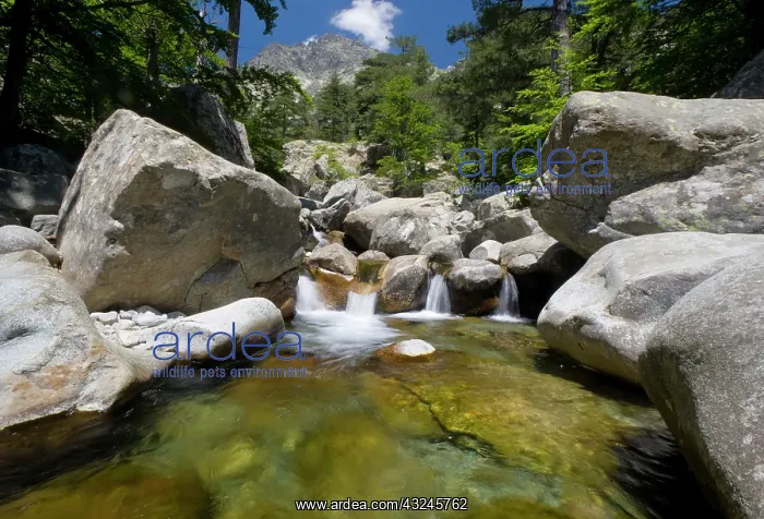 : France, Corsica. Pool of clear water and : France, Corsica. Pool of clear water and