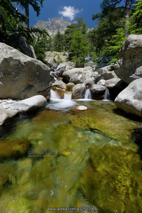 : France, Corsica. Pool of clear water and : France, Corsica. Pool of clear water and