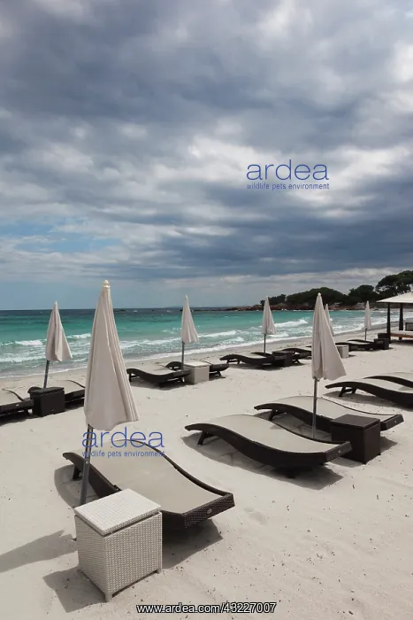 : France, Corsica, Porto Vecchio, Plage de : France, Corsica, Porto Vecchio, Plage de