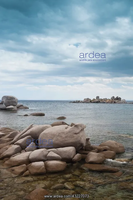 : France, Corsica, Porto Vecchio, Plage de : France, Corsica, Porto Vecchio, Plage de