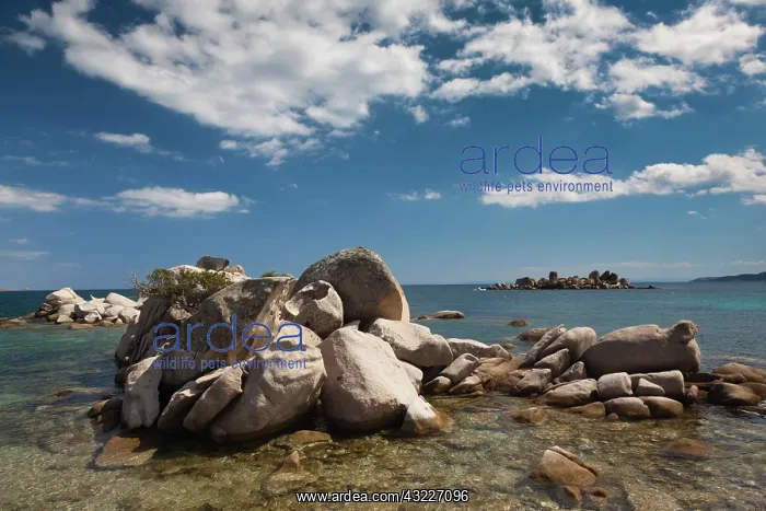 : France, Corsica, Porto Vecchio, Plage de : France, Corsica, Porto Vecchio, Plage de