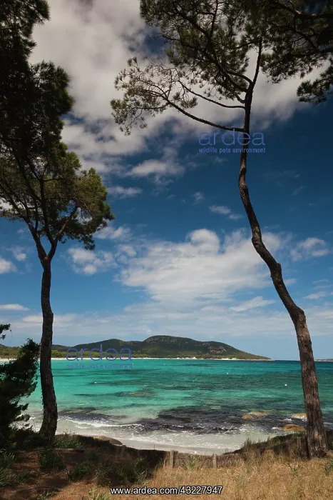 : France, Corsica, Porto Vecchio, Plage de : France, Corsica, Porto Vecchio, Plage de