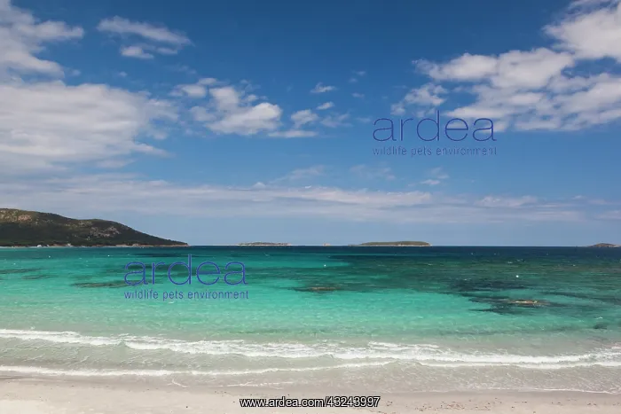 : France, Corsica, Porto Vecchio, Plage de : France, Corsica, Porto Vecchio, Plage de