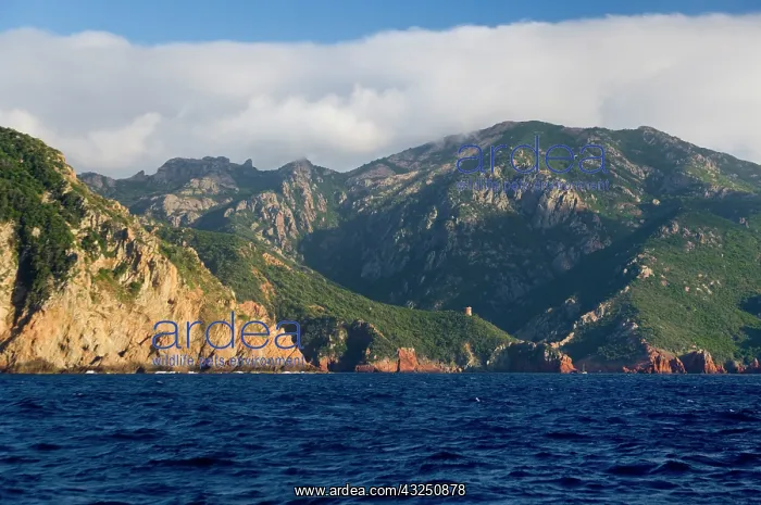 : France, Corsica. Rugged coast near Galeria : France, Corsica. Rugged coast near Galeria