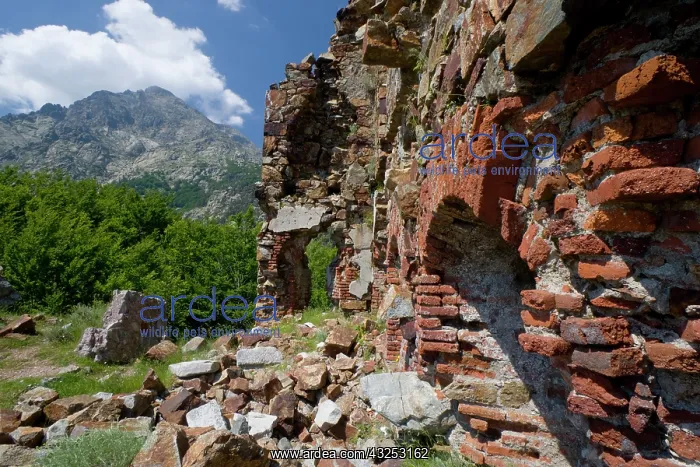 : France, Corsica. Ruins of a Genoese fort : France, Corsica. Ruins of a Genoese fort