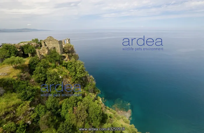: France, Corsica. Ruins of Genoese Tower : France, Corsica. Ruins of Genoese Tower