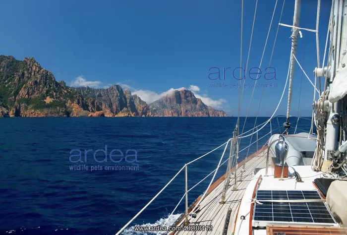 : France, Corsica. Sailboat approaching Cape : France, Corsica. Sailboat approaching Cape
