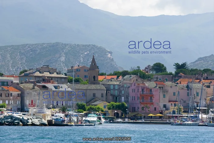 : France, Corsica. St. Florent : France, Corsica. St. Florent
