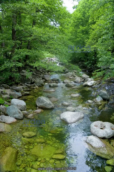 : France, Corsica. Stream and forest at mouth : France, Corsica. Stream and forest at mouth