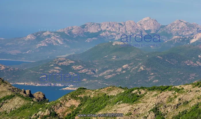 : France, Corsica. View of Monte Cintu from : France, Corsica. View of Monte Cintu from