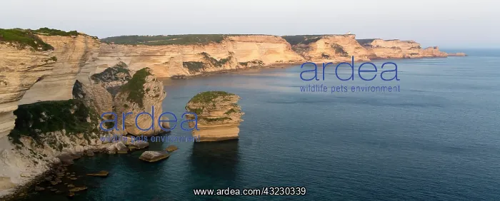 : France, Corsica. View of white limestone : France, Corsica. View of white limestone