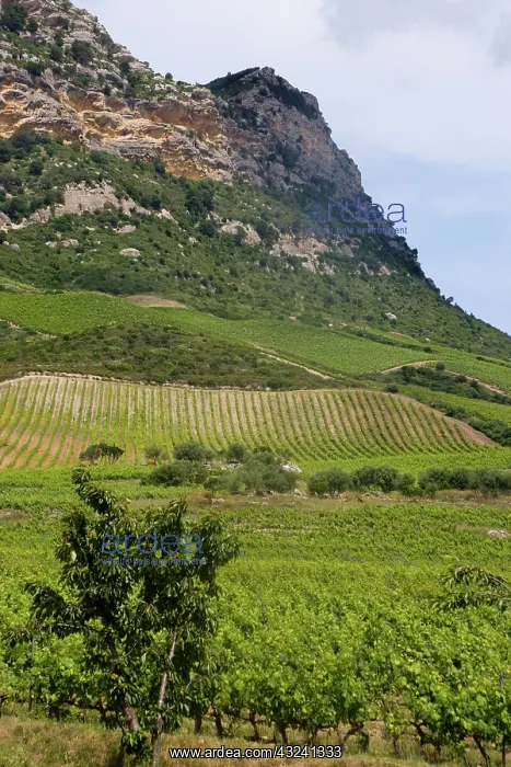 : France, Corsica. Vinyards on hillside on : France, Corsica. Vinyards on hillside on