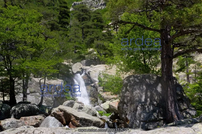 : France, Corsica. Waterfall at Cascades des : France, Corsica. Waterfall at Cascades des