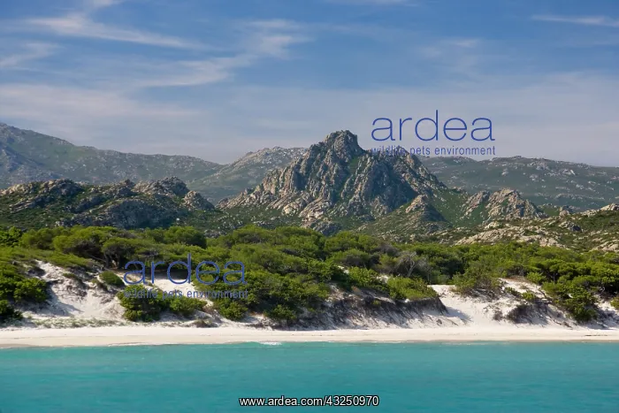 : France, Corsica. White sand and clear water : France, Corsica. White sand and clear water