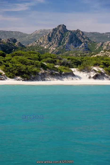 : France, Corsica. White sand and clear water : France, Corsica. White sand and clear water