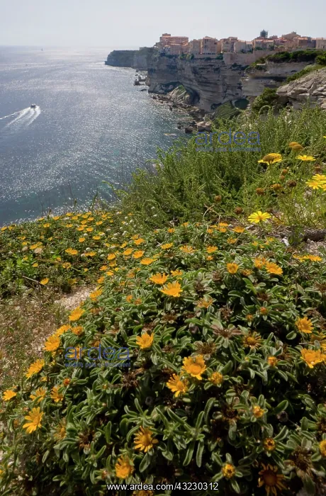 : France, Corsica. Wildflowers at top of sea : France, Corsica. Wildflowers at top of sea