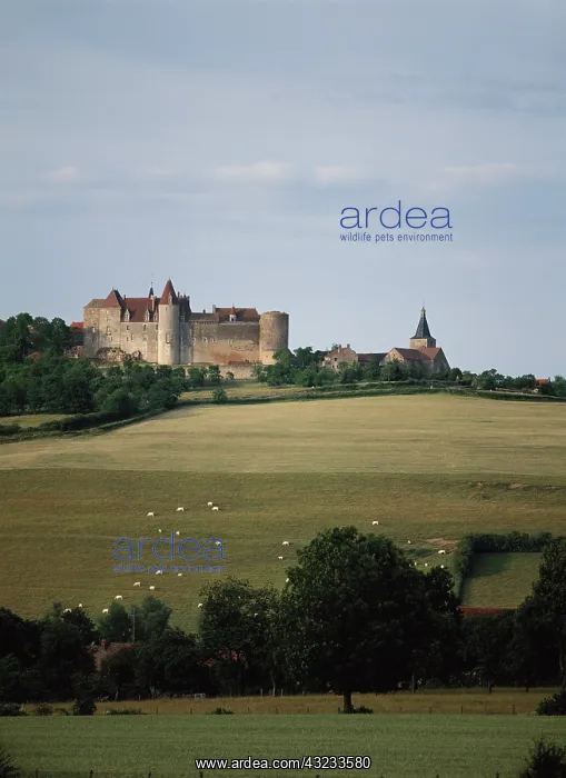 : France, Cote-d'Or, Burgundy, Chateauneuf : France, Cote-d'Or, Burgundy, Chateauneuf