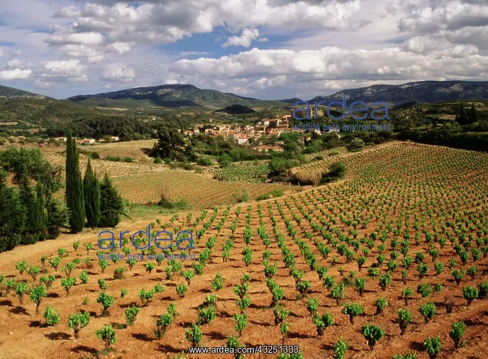: France, Darban-Corbieres, Aude, Languedoc : France, Darban-Corbieres, Aude, Languedoc