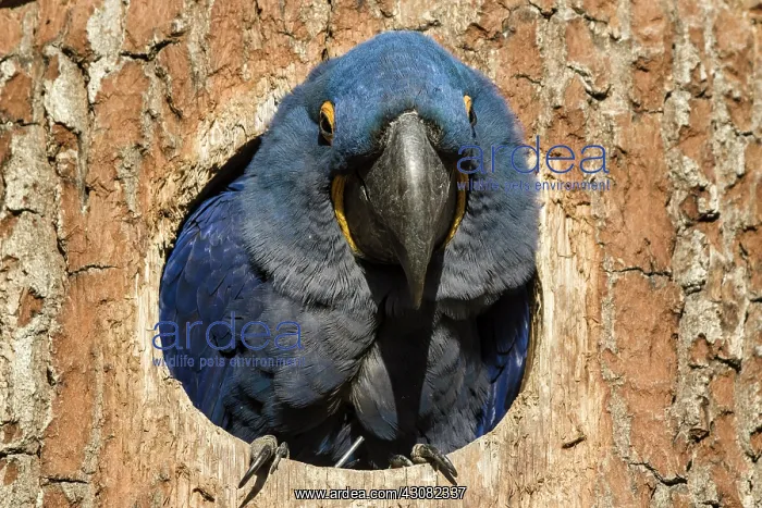 : France, Doue La Fontaine zoo, Hyacinth Macaw (Anodorhynchus : France, Doue La Fontaine zoo, Hyacinth Macaw (Anodorhynchus