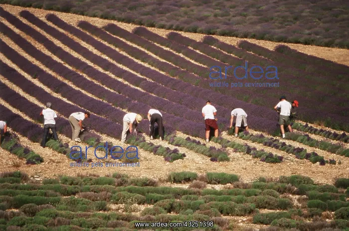 : France, Drome, People harvesting lavender : France, Drome, People harvesting lavender