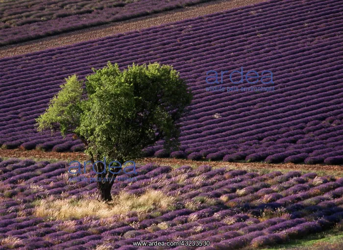 : France, Drome, Provence-Alpes-Cote d'Azur : France, Drome, Provence-Alpes-Cote d'Azur