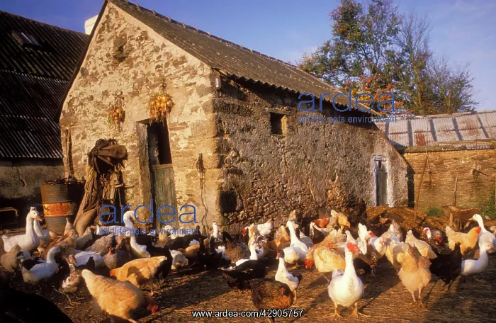  : France - Farmyard with chickens