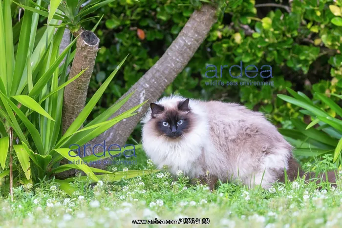 : France, Finistere, Chat domestique, Pas de race : France, Finistere, Chat domestique, Pas de race