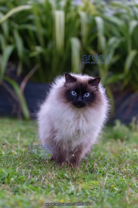 : France, Finistere, Chat domestique, Pas de race : France, Finistere, Chat domestique, Pas de race