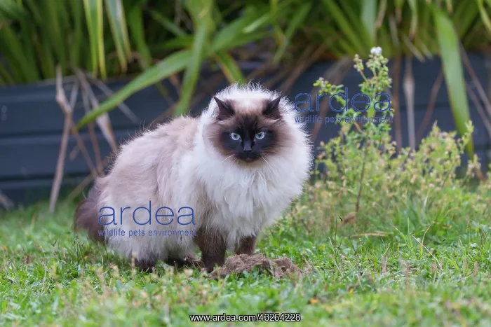 : France, Finistere, Chat domestique, Pas de race : France, Finistere, Chat domestique, Pas de race