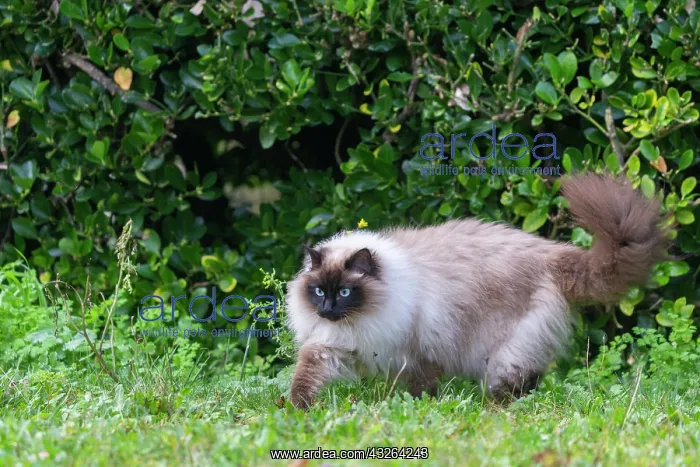 : France, Finistere, Chat domestique, Pas de race : France, Finistere, Chat domestique, Pas de race