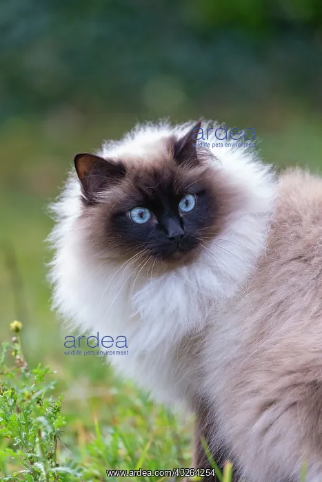 : France, Finistere, Chat domestique, Pas de race : France, Finistere, Chat domestique, Pas de race
