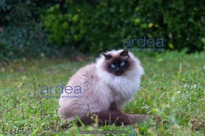 : France, Finistere, Chat domestique, Pas de race : France, Finistere, Chat domestique, Pas de race