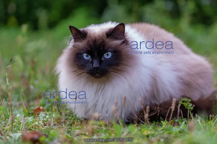 : France, Finistere, Chat domestique, Pas de race : France, Finistere, Chat domestique, Pas de race