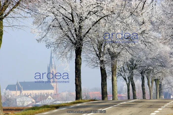  : France - frosted trees along road in Niedernai