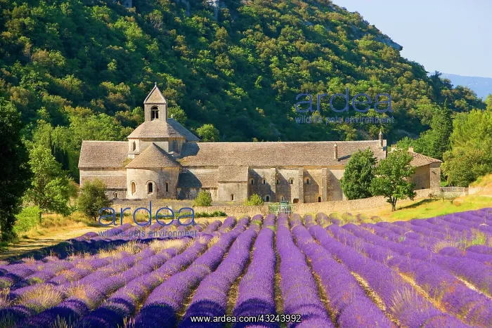 : France, Gordes. Cistercian monastery of : France, Gordes. Cistercian monastery of