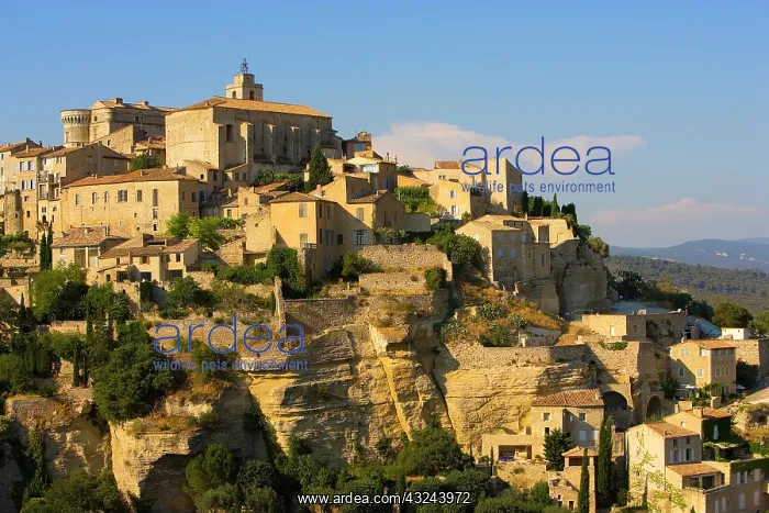 : France, Gordes. Sunrise scenic of a Provence : France, Gordes. Sunrise scenic of a Provence