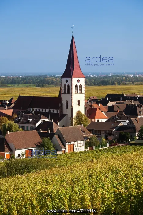 : France, Haut-Rhin, Alsace Region, Alsatian : France, Haut-Rhin, Alsace Region, Alsatian