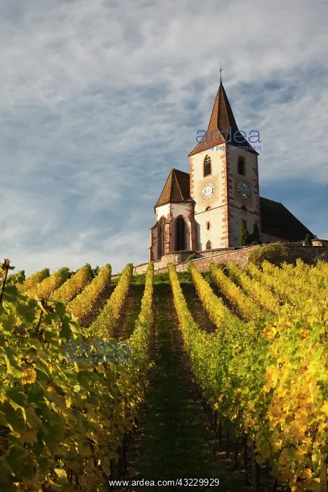 : France, Haut-Rhin, Alsace Region, Alsatian : France, Haut-Rhin, Alsace Region, Alsatian